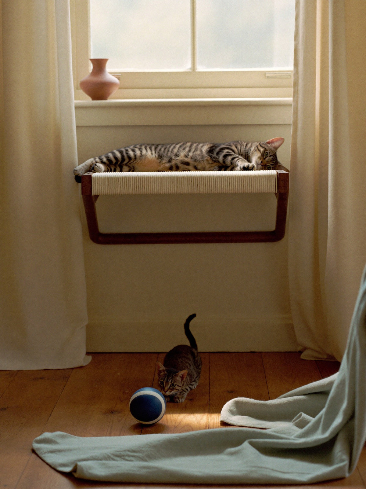 a cat asleep on a window perch, a kitten chasing a ball below — purlbrook at home