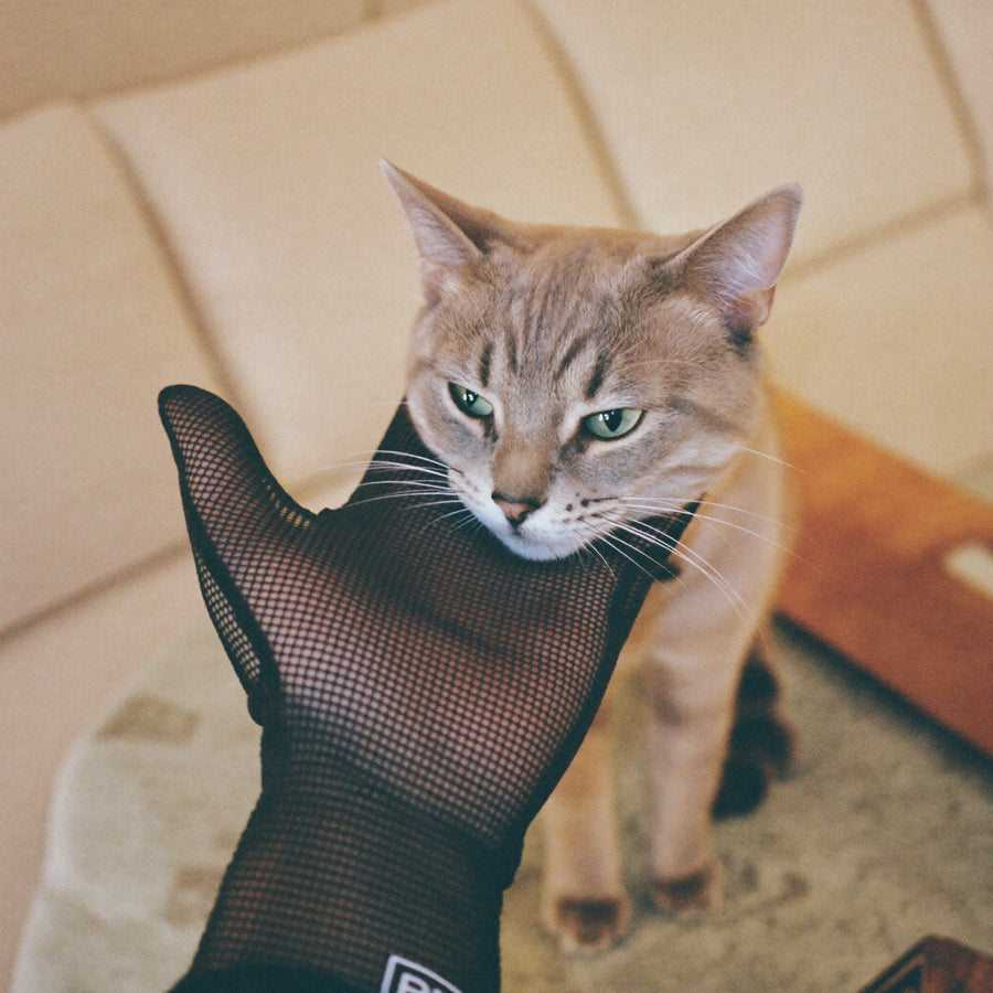 a cat leaning into a grooming glove