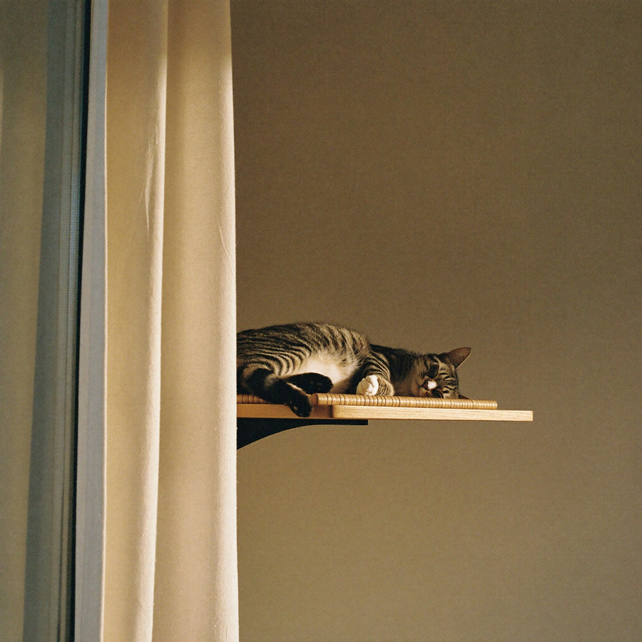 a cat asleep on a wood window perch in golden light