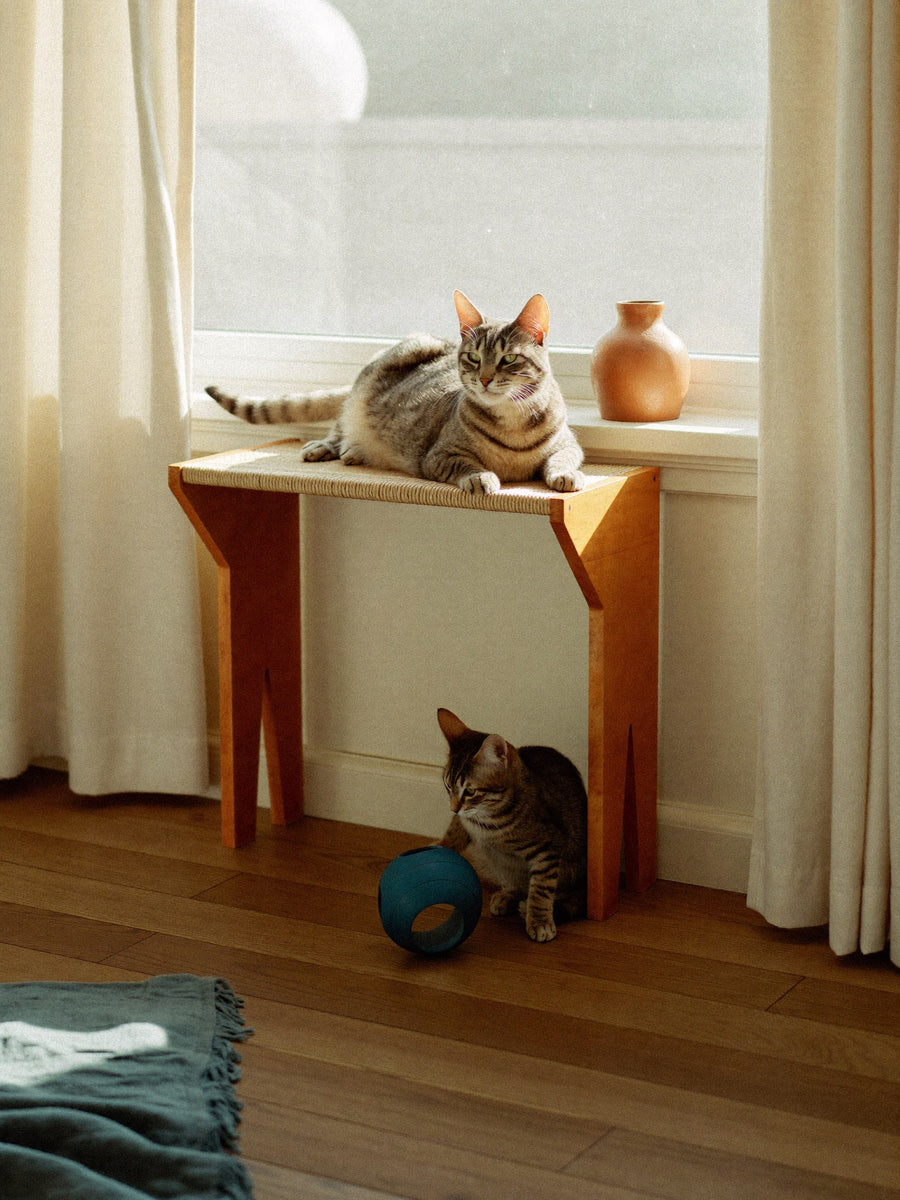 two cats at home with purlbrook pieces