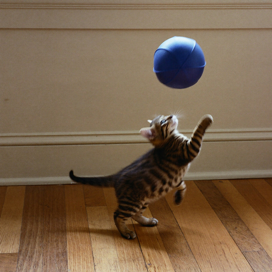 a kitten mid-pounce after a blue ball