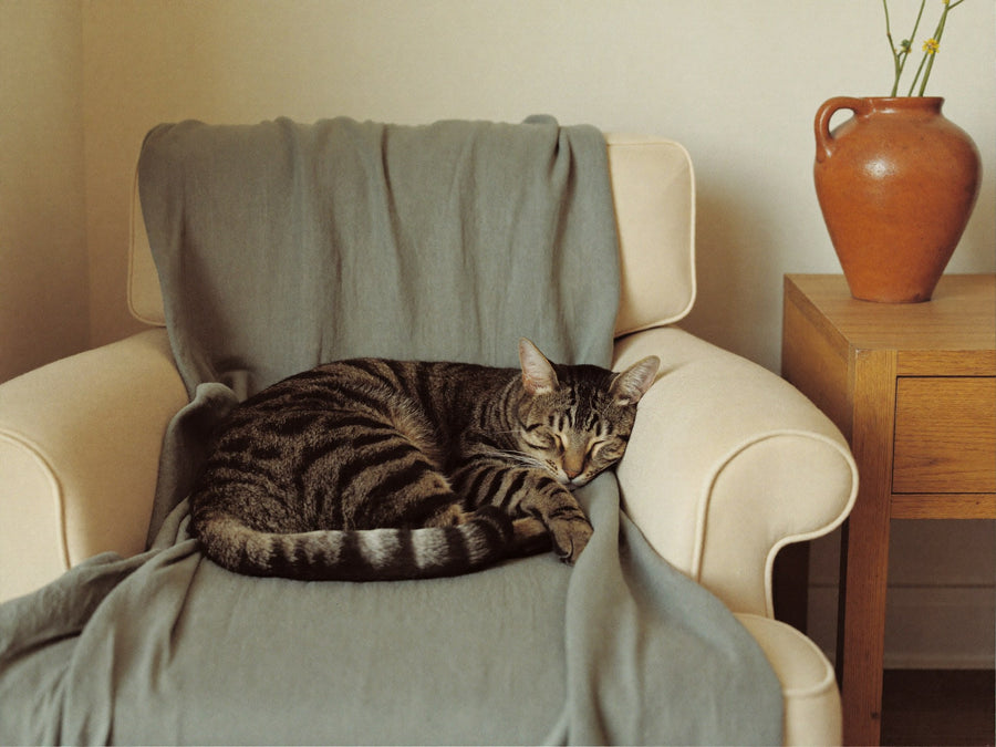a quiet corner — cat asleep on a teal throw